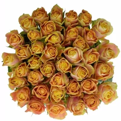 Oranžová růže MARACUJA 50cm (XL)