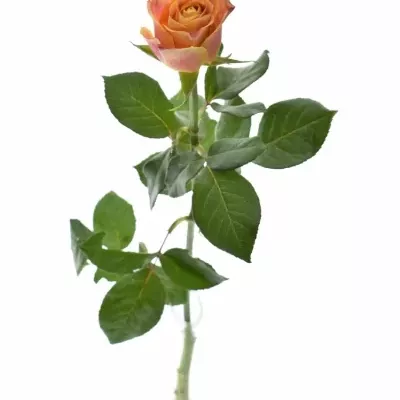 Oranžová růže MARACUJA 50cm (XL)
