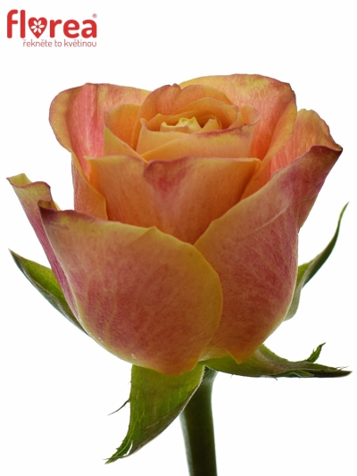 Oranžová růže MARACUJA 70cm
