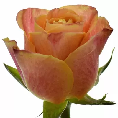Oranžová růže MARACUJA 70cm