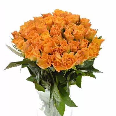 Oranžová růže MARIE-CLAIRE! 70cm (XL)
