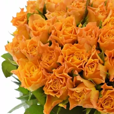 Oranžová růže MARIE-CLAIRE! 70cm (XL)