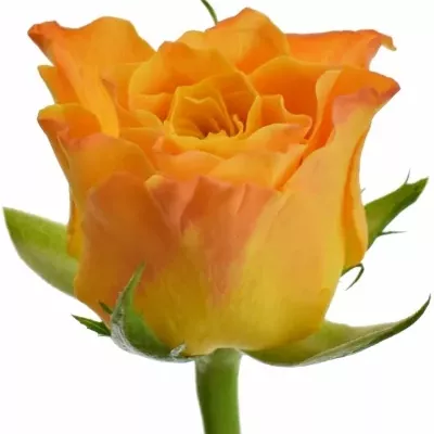 Oranžová růže MARIE-CLAIRE! 80cm (XXL)