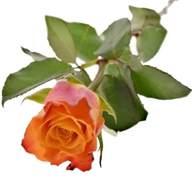 Oranžová růže MARIYO!