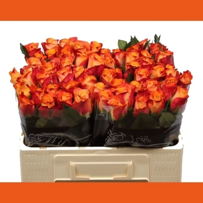 Oranžová růže MARIYO!