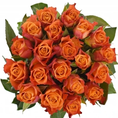 Oranžová růže MARIYO!