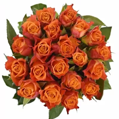 Oranžová růže MARIYO!