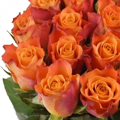 Oranžová růže MARIYO!