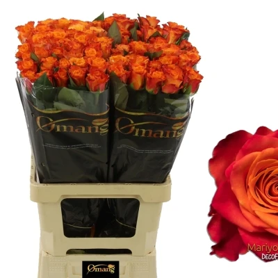 Oranžová růže MARIYO!