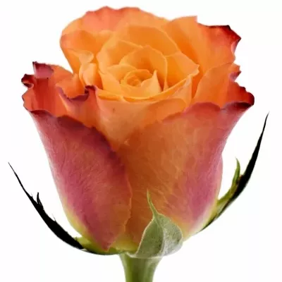 Oranžová růže MARIYO!