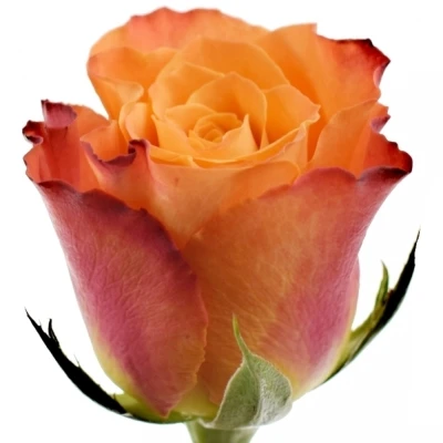 Žlutočervená růže MARIYO! 40cm (M)