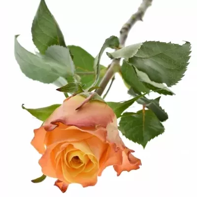 Oranžová růže MONALISA+ 50cm (L)