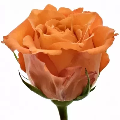 Oranžová růže MPESA 40cm