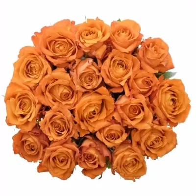 Oranžová růže MPESA 40cm