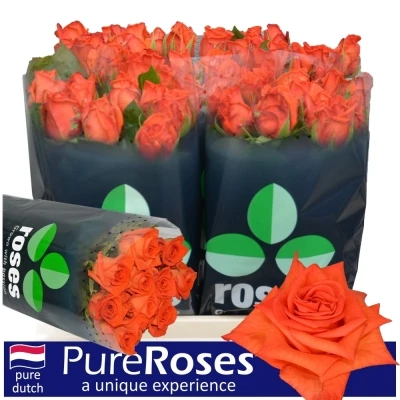 Oranžová růže NARANGA