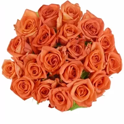 Oranžová růže NARANGA
