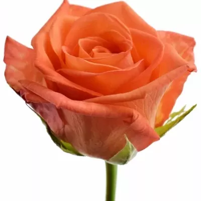 Oranžová růže NARANGA