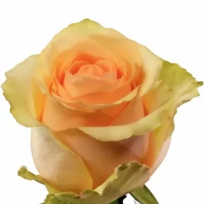 Žlutá růže NECTARINE 50cm (L)