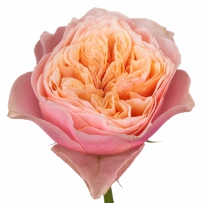 Oranžová ruža NOTTING HILL 40 cm (XL)