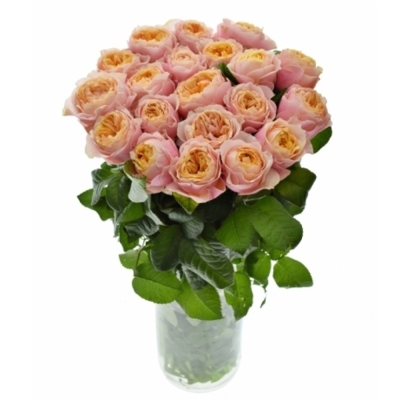Oranžová ruža NOTTING HILL 40 cm (XL)