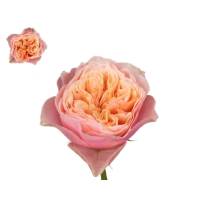 Oranžová ruža NOTTING HILL 40 cm (XL)