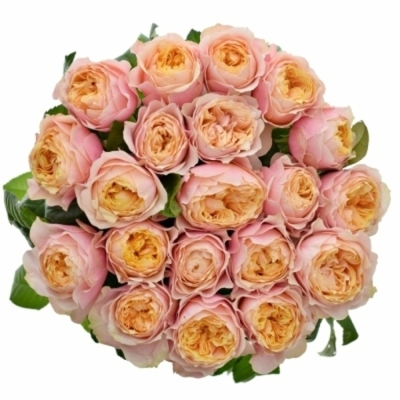 Oranžová ruža NOTTING HILL 40 cm (XL)