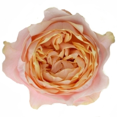 Oranžová ruža NOTTING HILL 40 cm (XL)