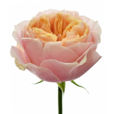 Oranžová ruža NOTTING HILL 40 cm (XL)