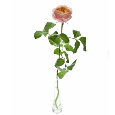 Oranžová ruža NOTTING HILL 40 cm (XL)