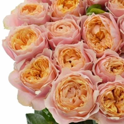 Oranžová ruža NOTTING HILL 40 cm (XL)