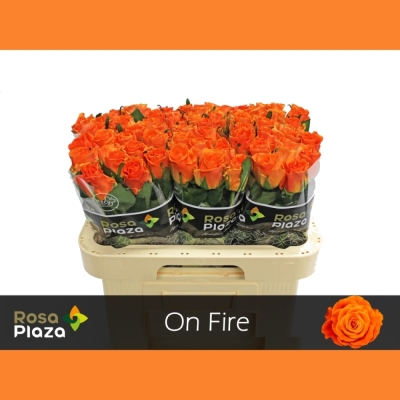 Oranžová růže ON FIRE