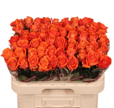 Oranžová růže ON FIRE 60 cm (XL)