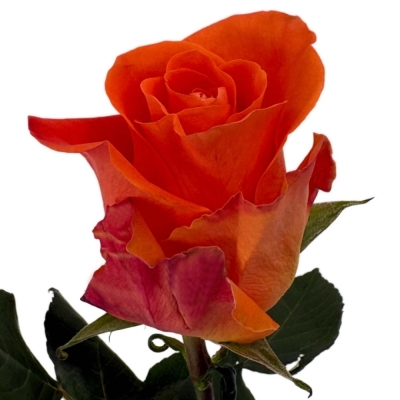 Oranžová růže ON FIRE 60 cm (XL)