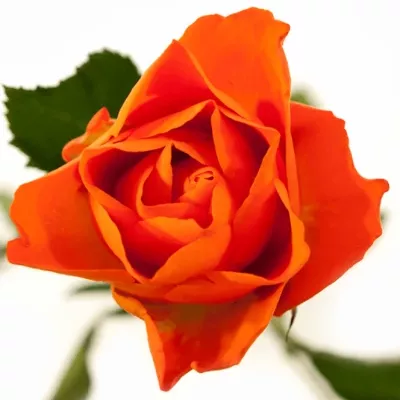 Oranžová růže ORANGE FIZZ 40cm