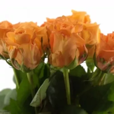 Oranžová růže ORANGE PARTY