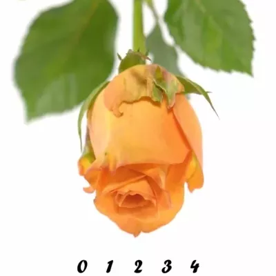 Oranžová růže ORANGE PARTY