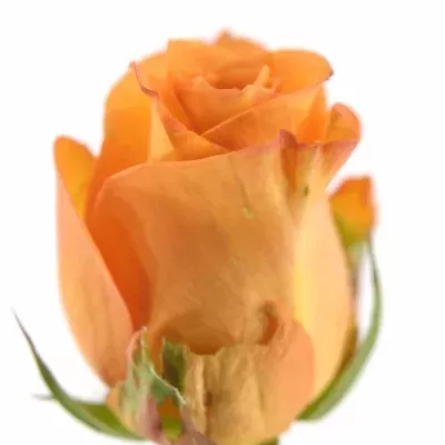 Oranžová růže ORANGE PARTY 40cm M