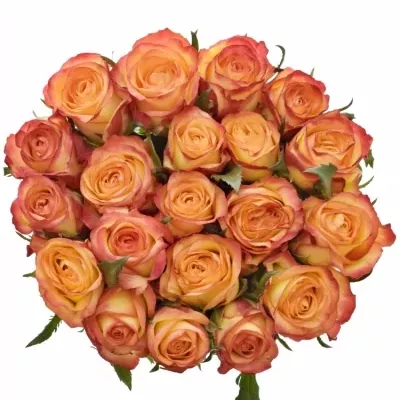 Oranžová růže OUTLAW! 50cm