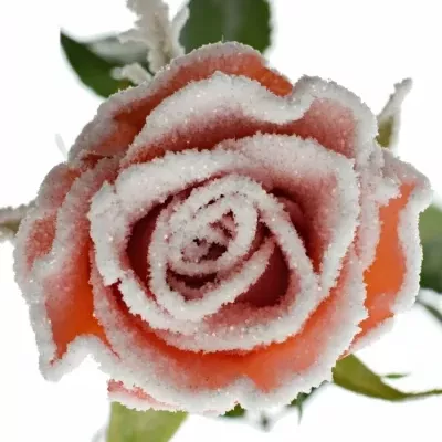 Oranžová růže PATZ FROST 50cm (M)