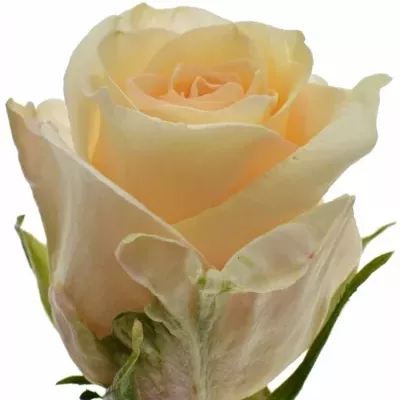 Oranžová růže PINK CHAMPAIGN 80cm (XL)