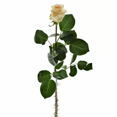 Oranžová růže PINK CHAMPAIGN 80cm (XL)