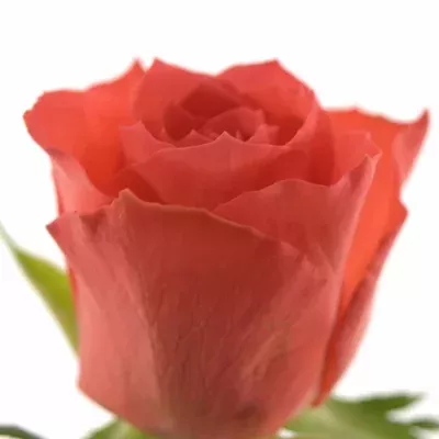 Oranžová růže PUNCH 60cm (S)