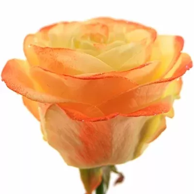 Oranžová růže QUEENS DAY 70cm (L)