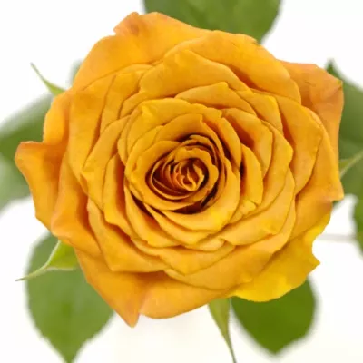 Oranžová růže SMART 50cm (S)
