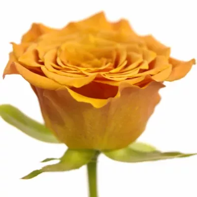 Oranžová růže SMART 60cm (S)