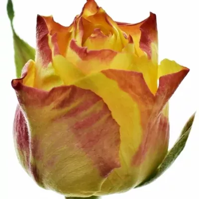 Oranžová růže SOMBRERO 70cm (XL)