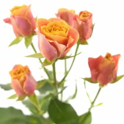 Oranžová růže trsová SONORA 60cm/5+