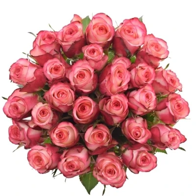 Oranžová růže SPARK CONDOR 80cm (XL)