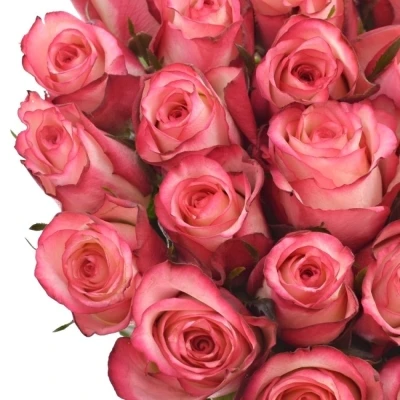 Oranžová růže SPARK CONDOR 80cm (XL)