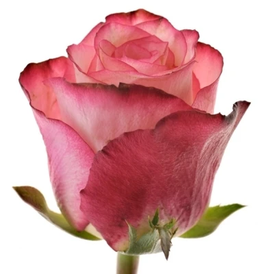 Růže SPARK CONDOR 80cm (XXL)